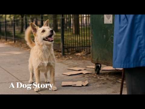A Dog Story